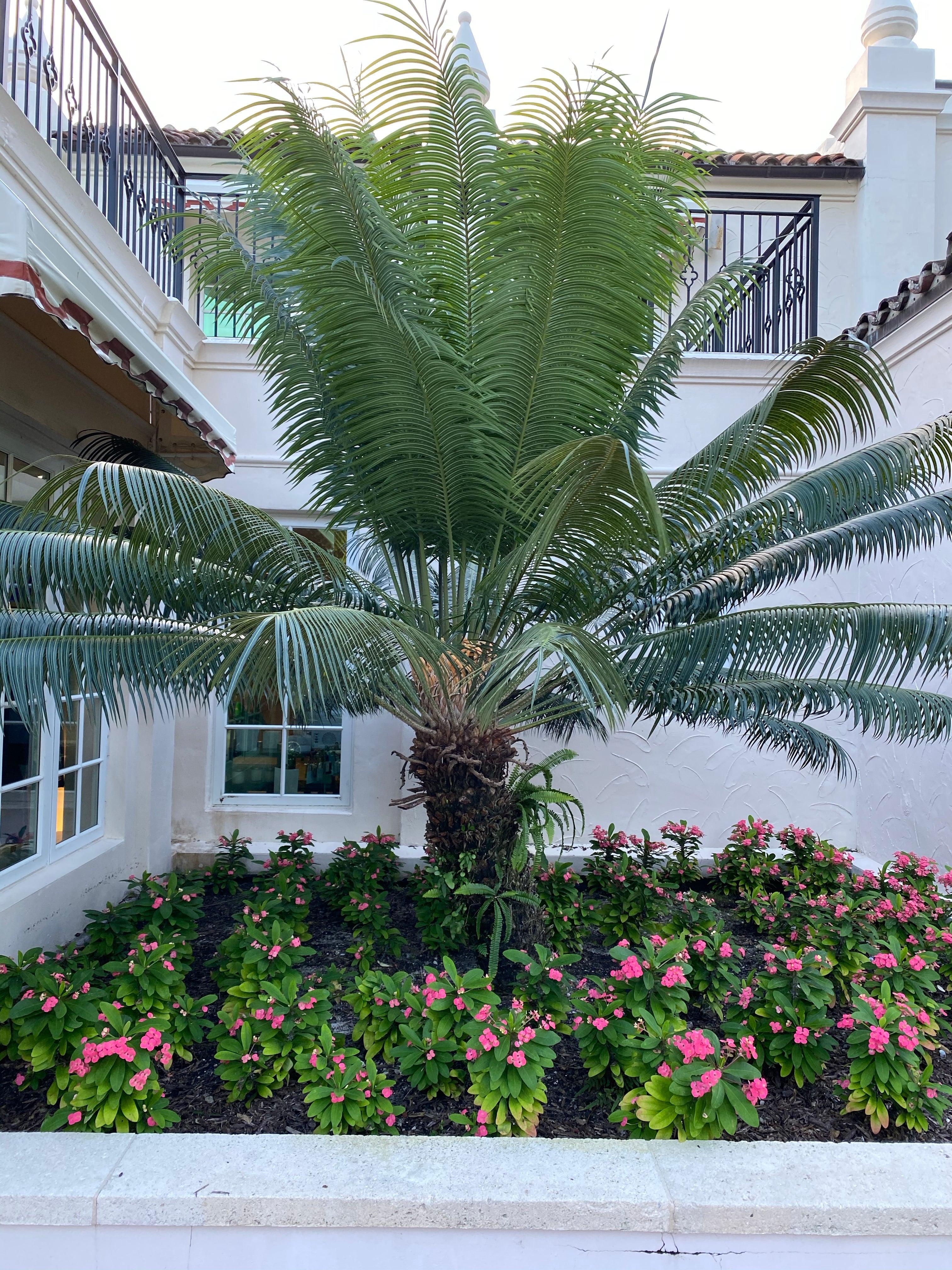 Dioon Spinulosum, Mexican Cycad, Gum Exotic Palm