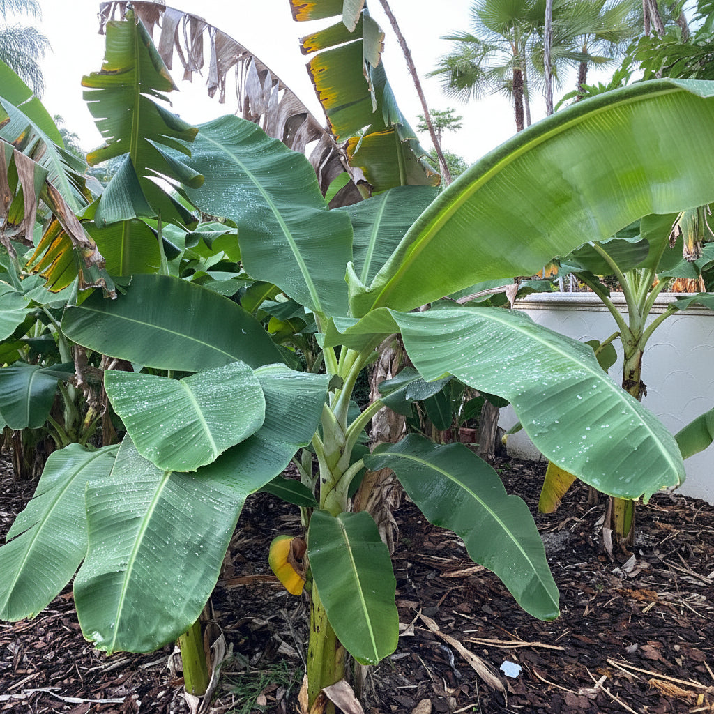 A lush Ice Cream Banana Tree showcasing its large, tropical green leaves and thick trunk growing outdoors