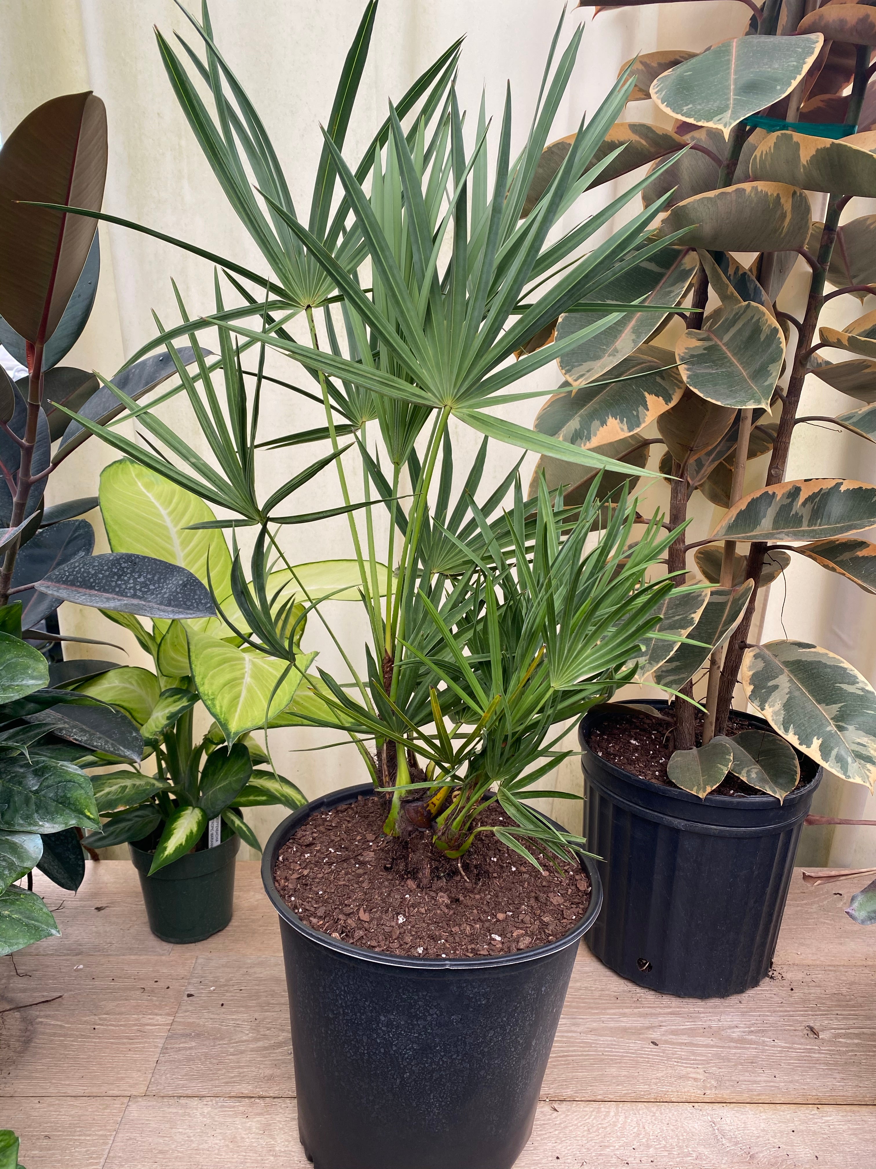 Silver Saw Palmetto, Georgia Silver in a pot