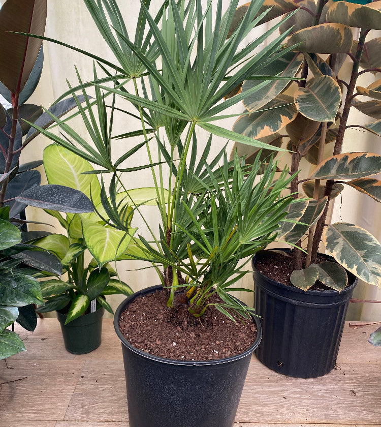 Silver Saw Palmetto, Georgia Silver in a pot