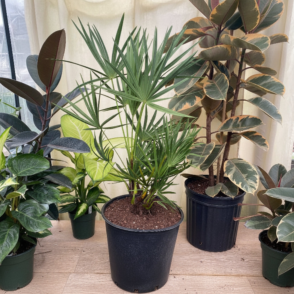 Silver Saw Palmetto, Georgia Silver in a pot