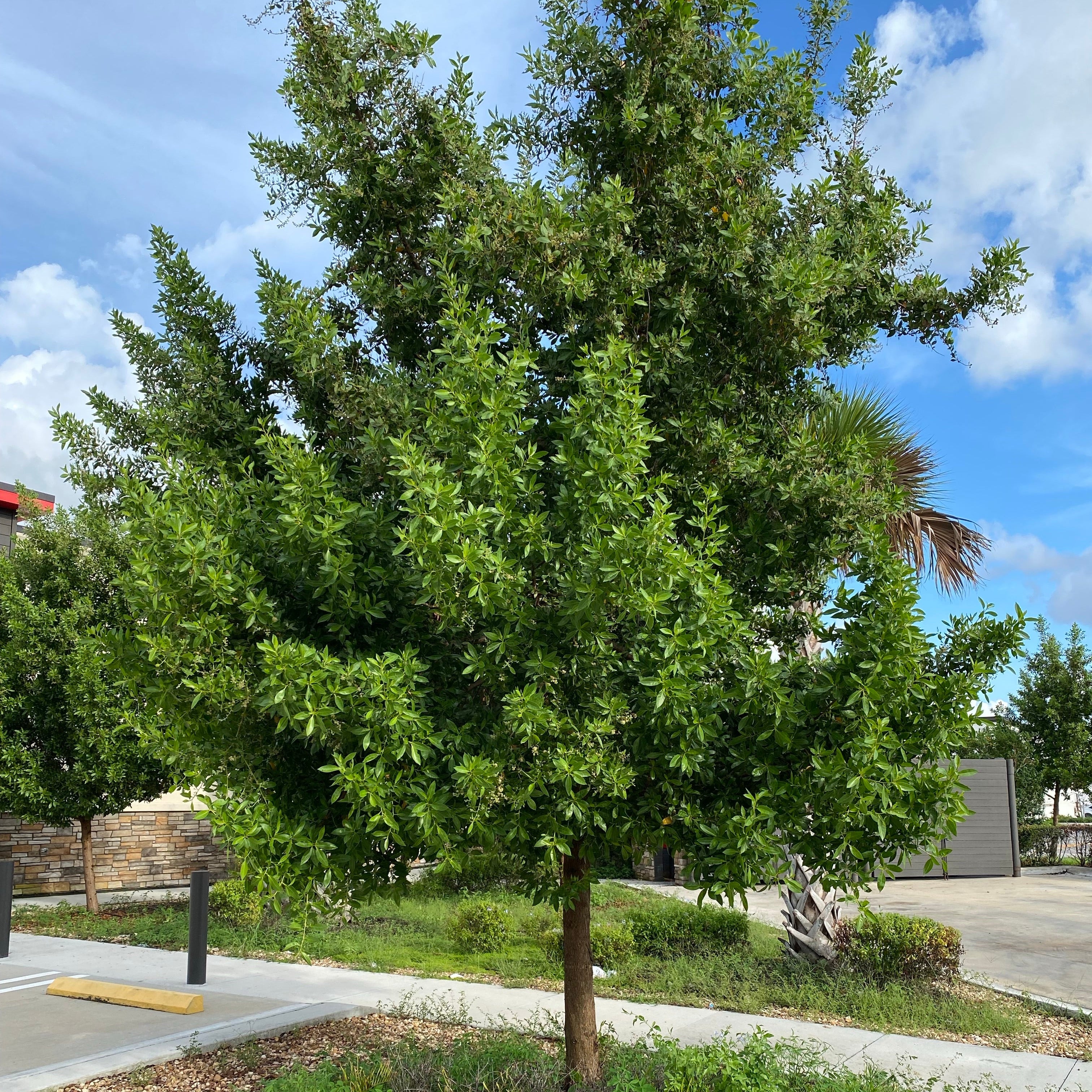 Green Buttonwood, Conocarpus Erectus outside, Mature Tree Planted in roadway