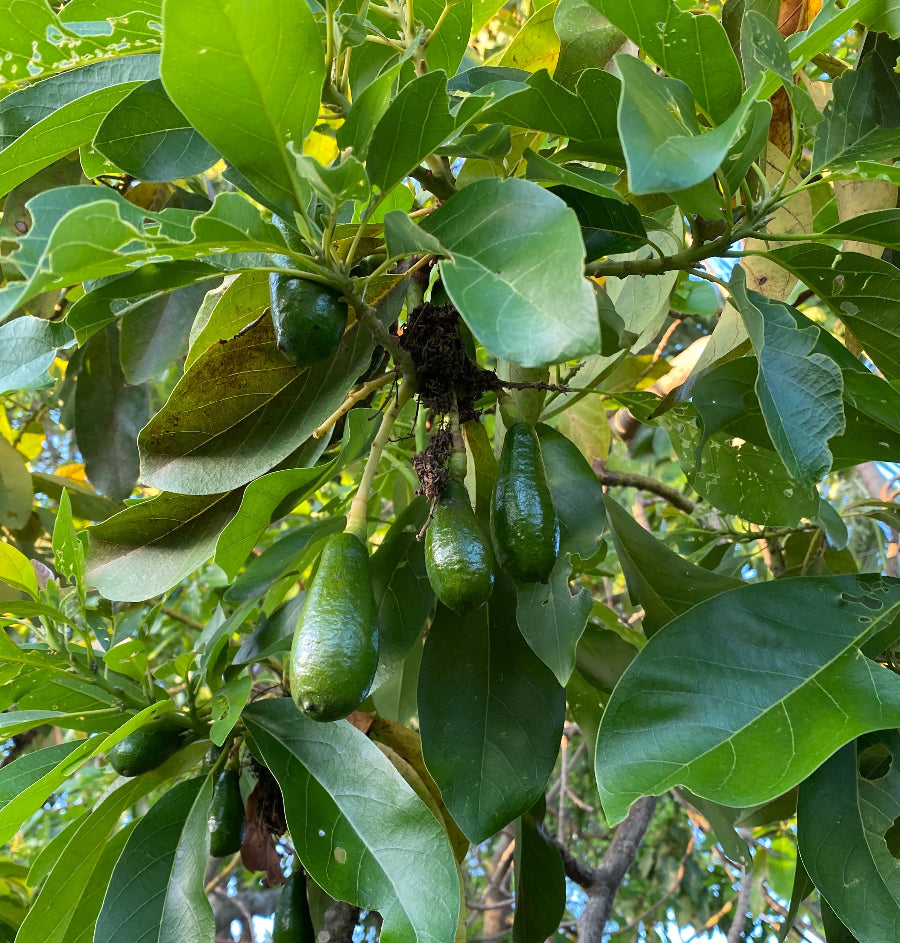 A young potted Russell Long Neck Avocado Fruit Tree (Persea americana) featuring lush, prominently veined green leaves, growing in a black nursery pot
