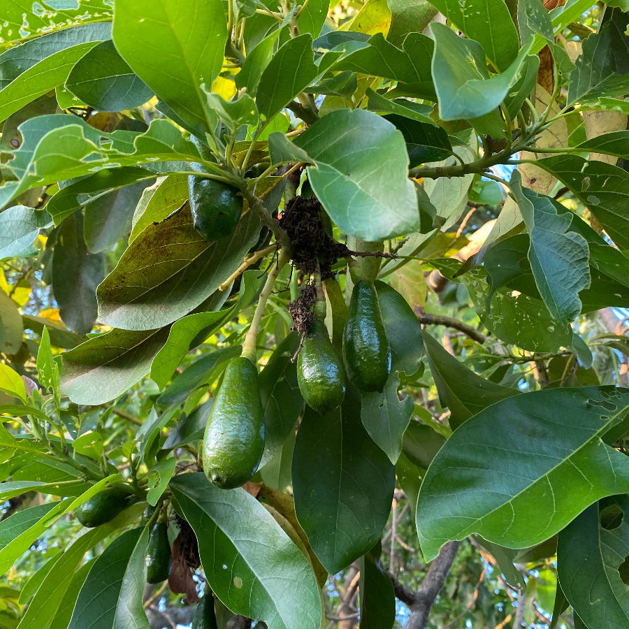 A young potted Russell Long Neck Avocado Fruit Tree (Persea americana) featuring lush, prominently veined green leaves, growing in a black nursery pot