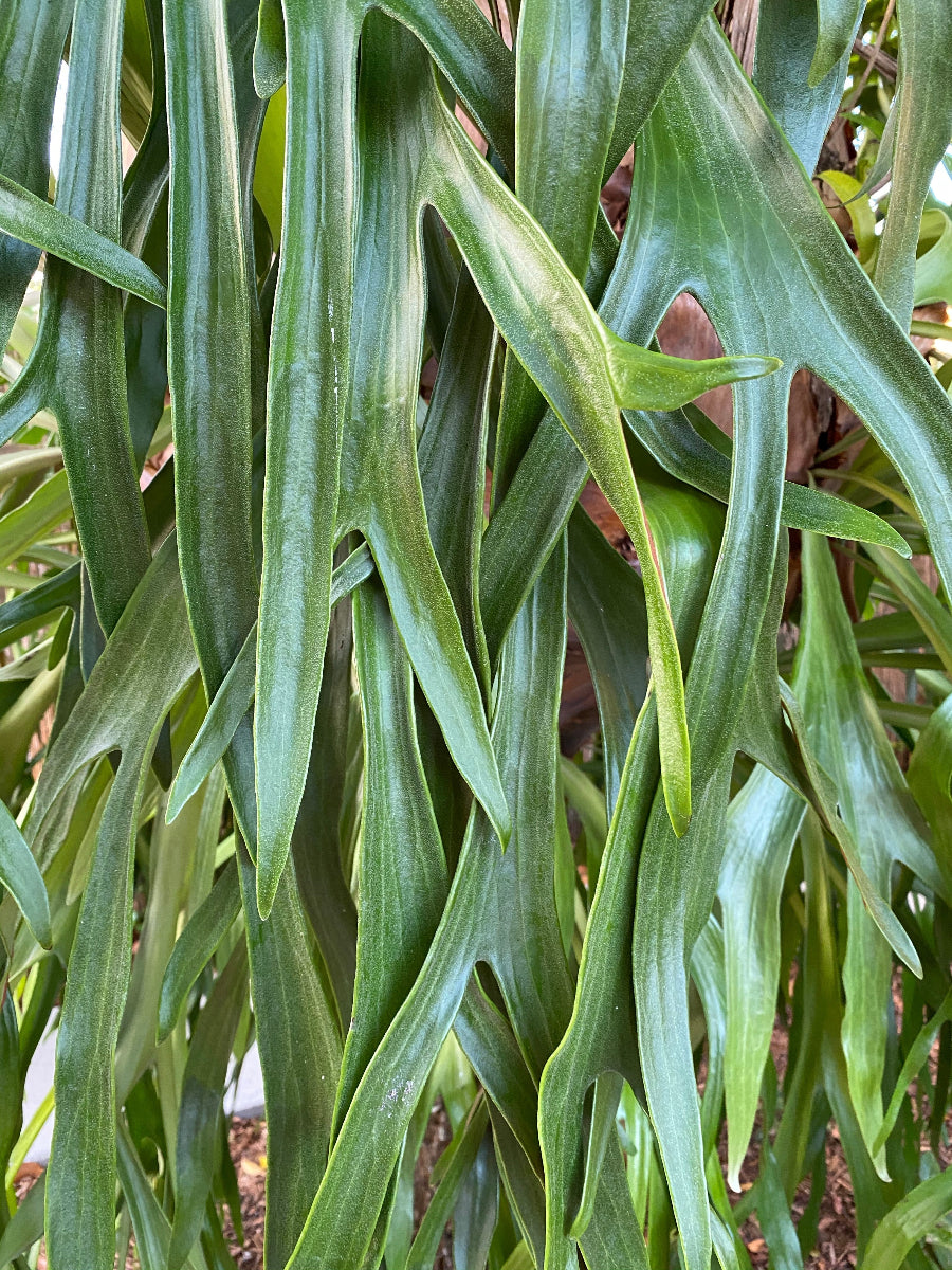 A close-up view of a potted Staghorn Fern featuring multiple grayish-green, antler-shaped fronds with a slightly fuzzy texture.