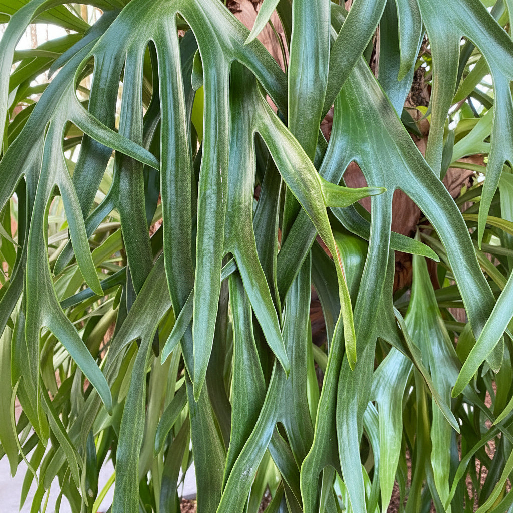 A close-up view of a potted Staghorn Fern featuring multiple grayish-green, antler-shaped fronds with a slightly fuzzy texture.