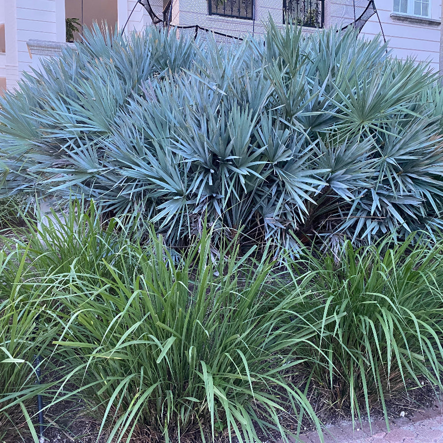 Fakahatchee Ornamental Grass