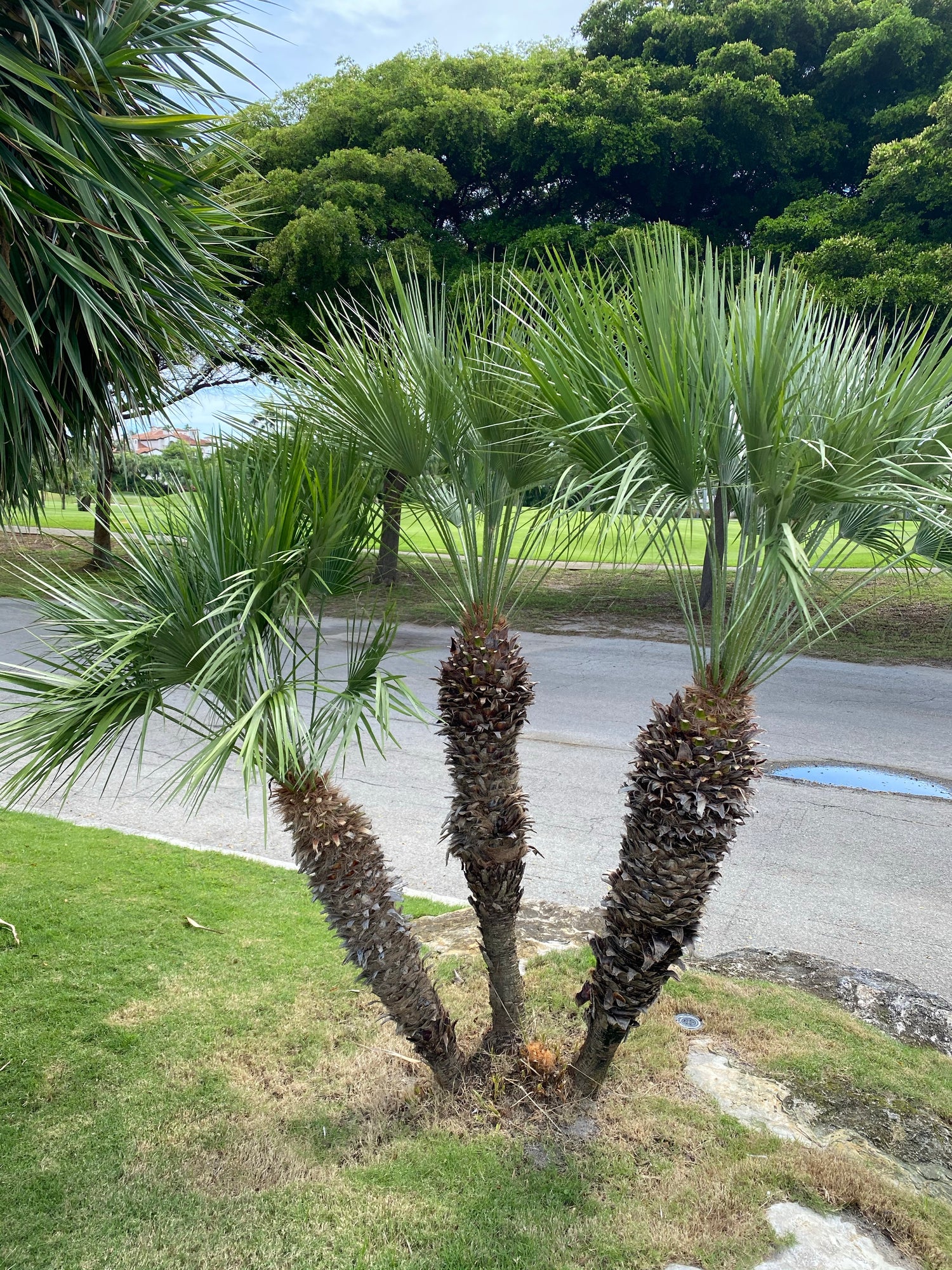 European Fan Palm Multi, Mediterranean Fan Palm