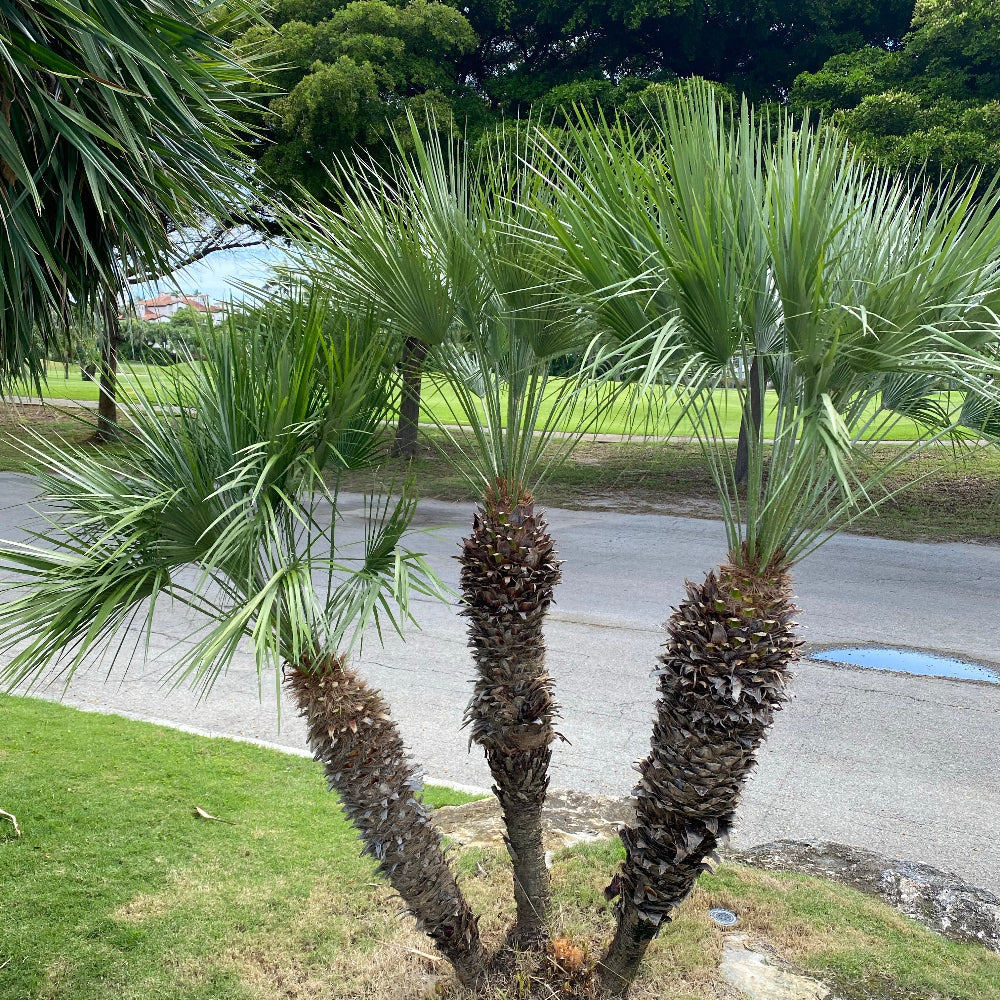 European fan palm in ground mature tree