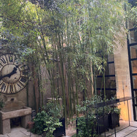 Black Bamboo Timor, Bambusa Lako