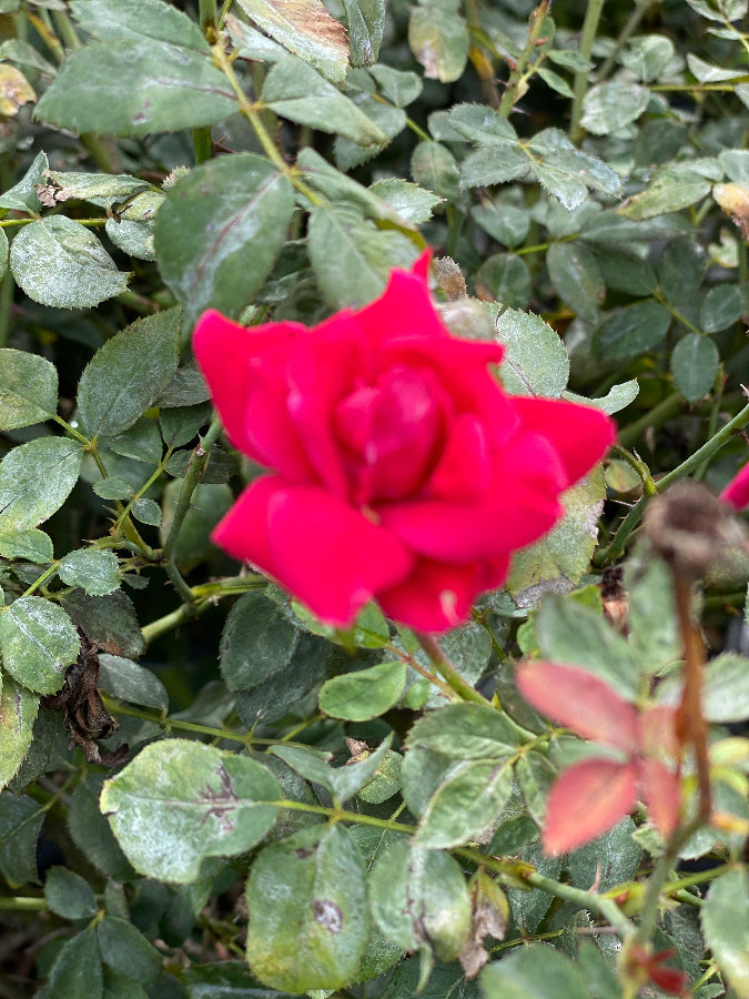Knock Out Rose Double Red close up of the flower