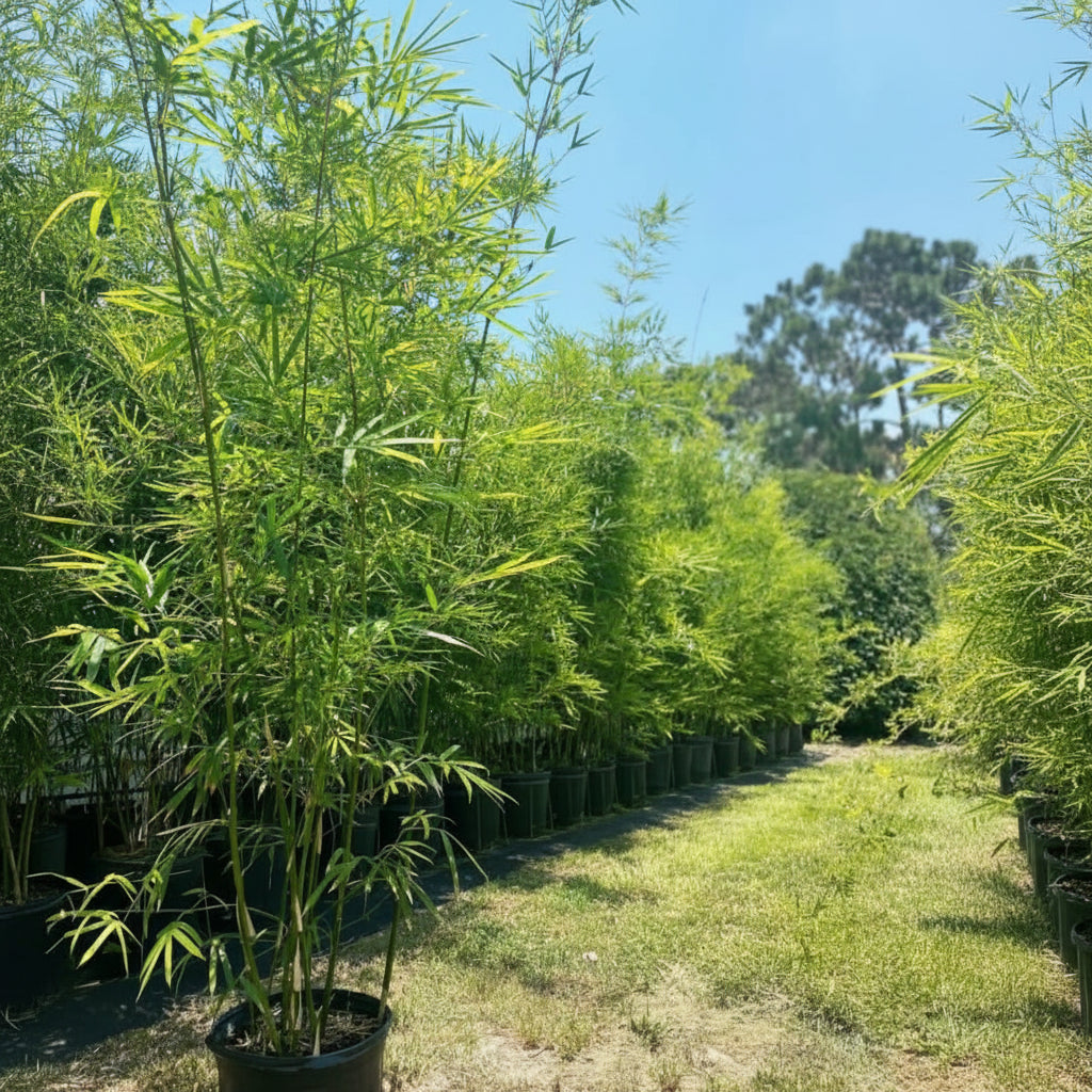 Golden Goddess Bamboo, Bambusa multiplex in a nursery