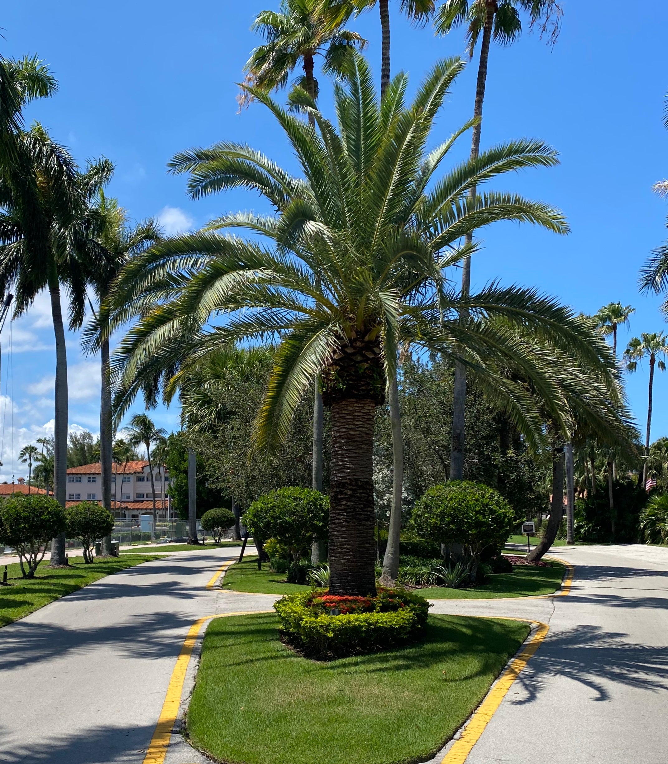 Canary Island Date Palm, Phoenix Canariensis, Pineapple Palm