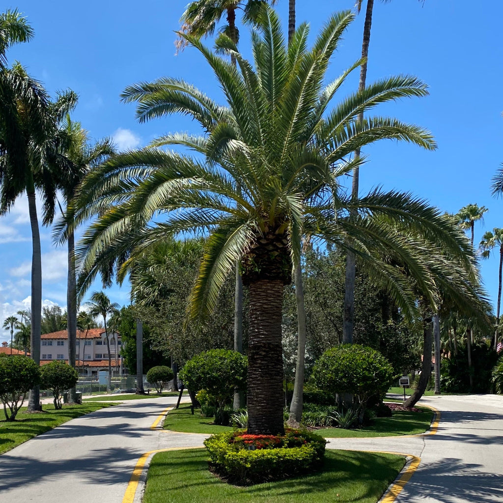 Full grown Canary Island Date Palm, Phoenix Canariensis, Pineapple Palm in front of a highay