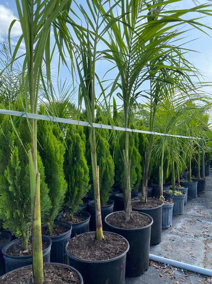 multiple Florida Royal Palm, Cuban Royal Palm