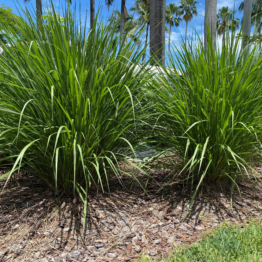Fakahatchee Ornamental Grass Tall green grasses in a garden setting with trees in the background