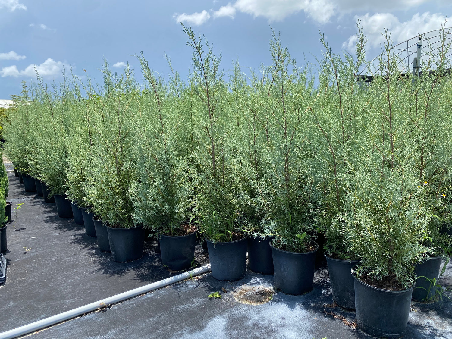 Carolina Sapphire Arizona Cypress