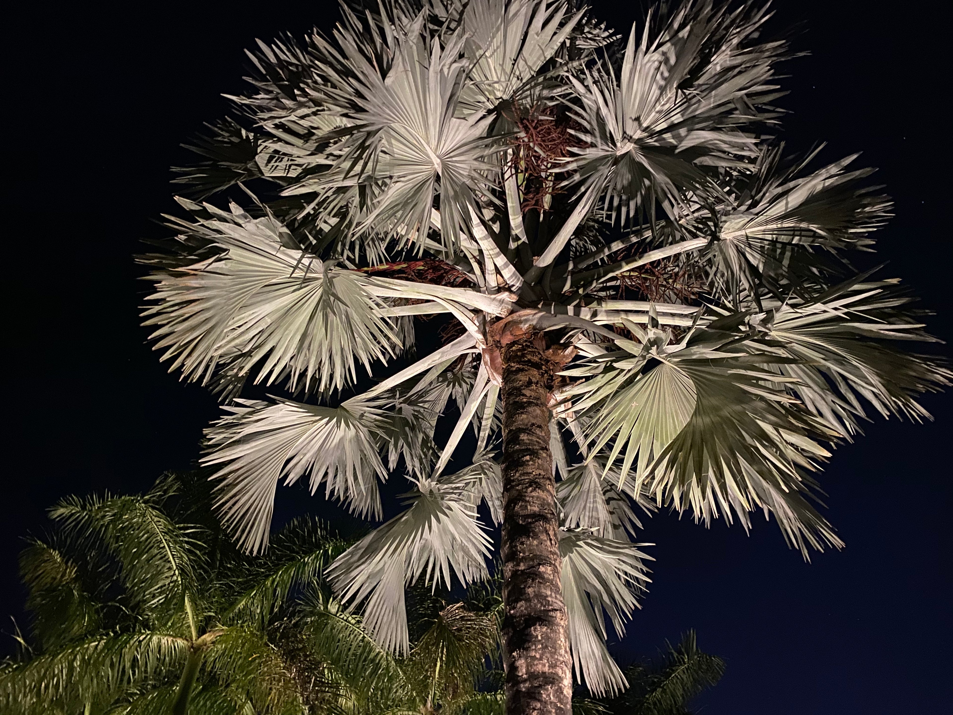 Bismarckia Nobilis, Silver Bismarck Palm