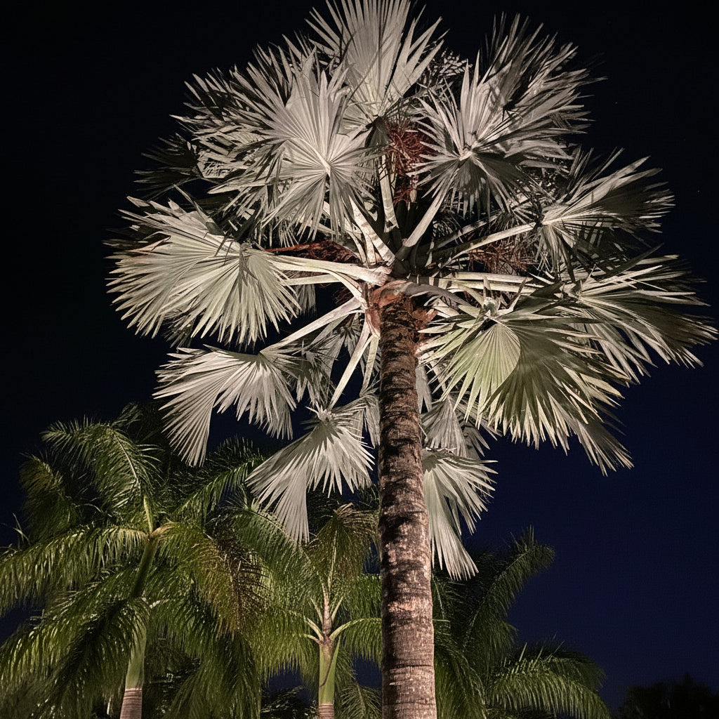 A striking Bismarckia Nobilis showcasing its large, distinctive silvery-blue fan-shaped fronds growing outdoors