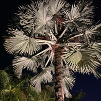 Bismarckia Nobilis, Silver Bismarck Palm