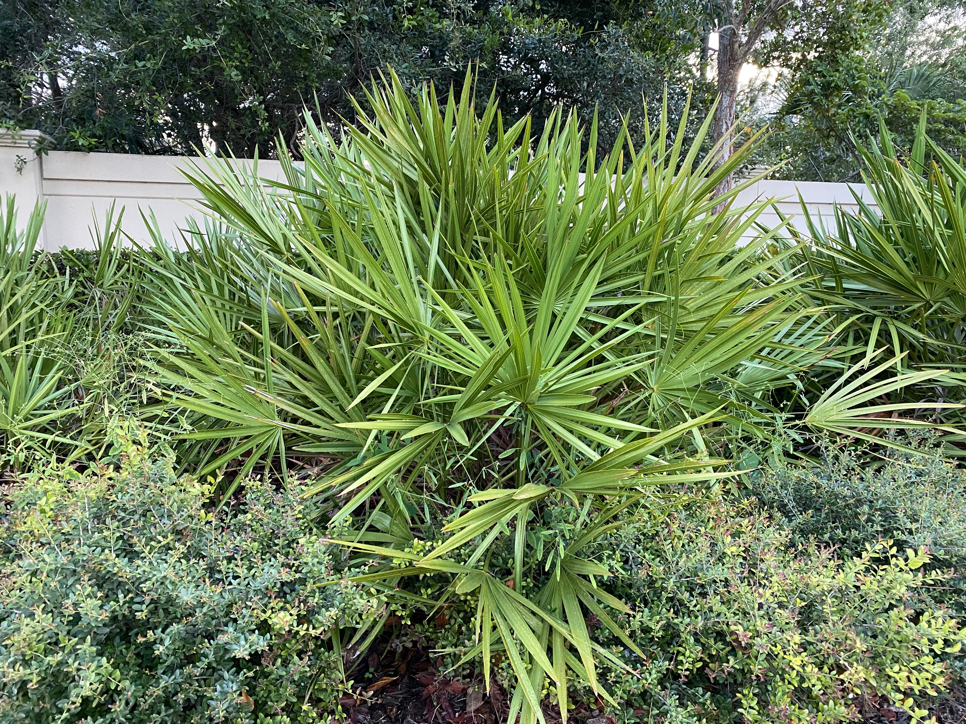 Saw Palmetto Green, Serenoa Repens