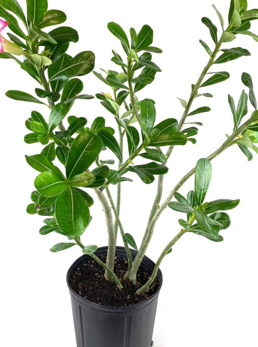 A young Desert Rose (Adenium obesum) plant featuring its characteristic thick stem and bright green leaves, growing in a black nursery