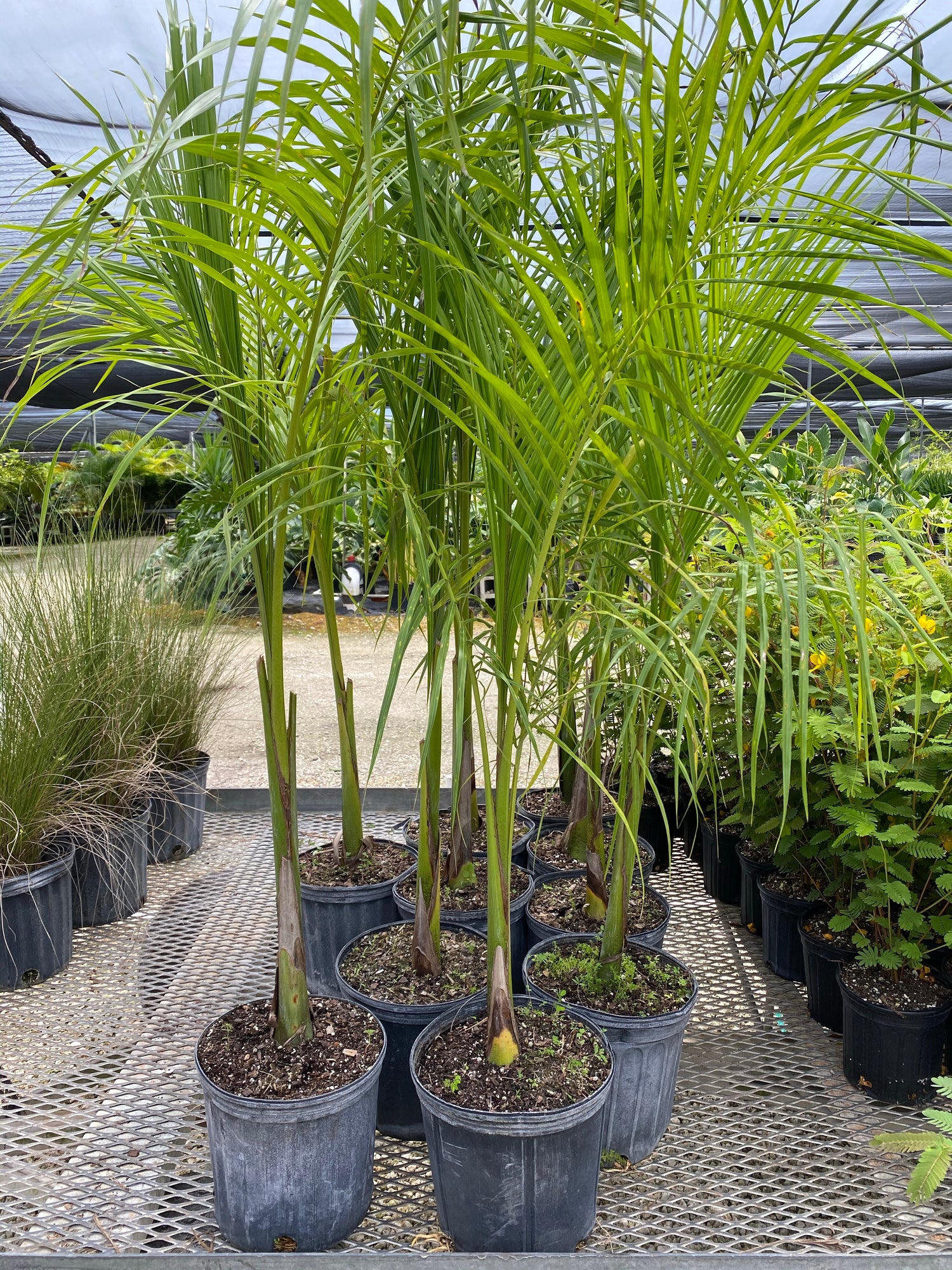 Florida Royal Palm, Cuban Royal Palm in a pot