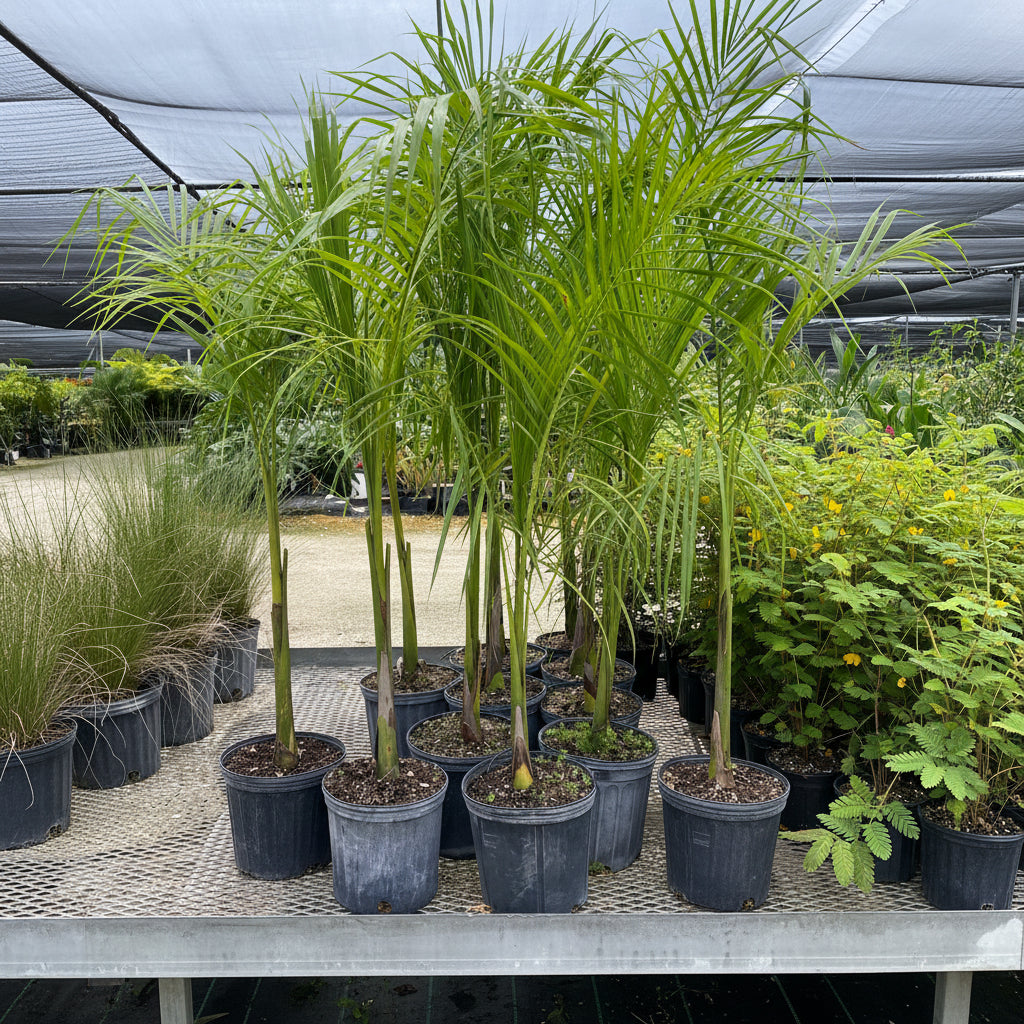 Florida Royal Palm, Cuban Royal Palm in a pot