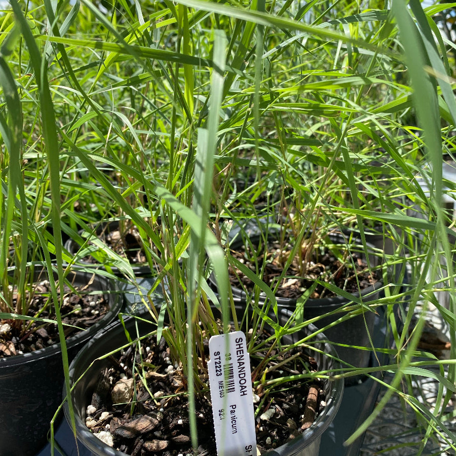 Shenandoah Red Switch Grass in a pot