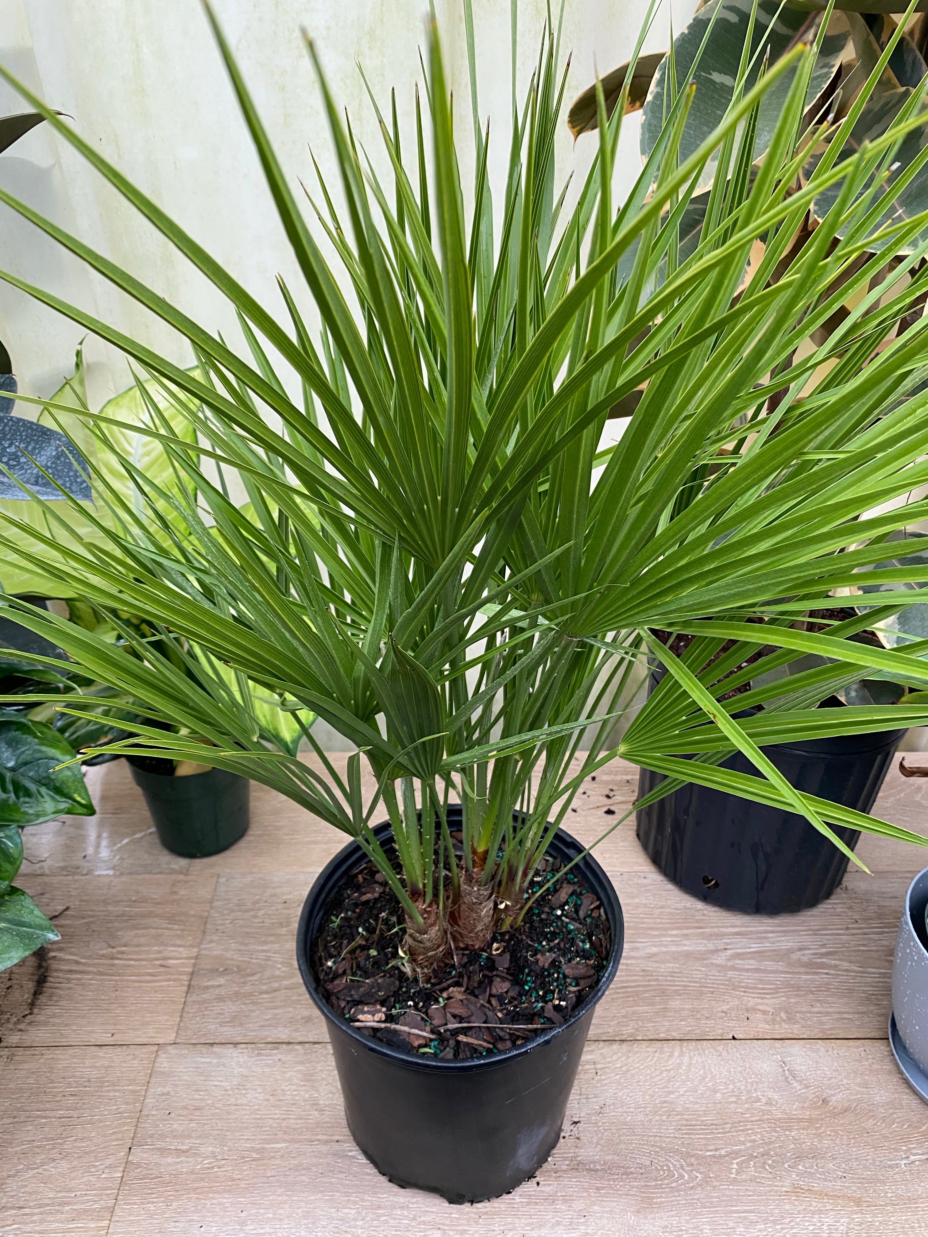 European Fan Palm Multi, Mediterranean Fan Palm