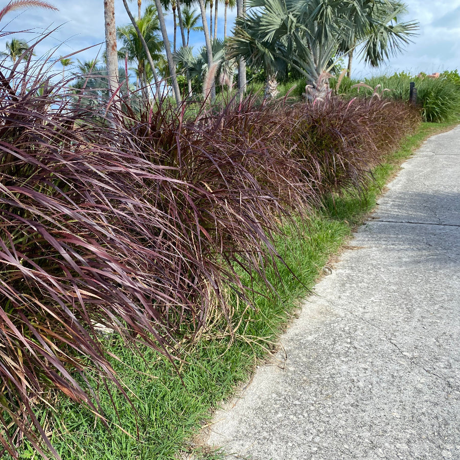 Purple Fountain Grass