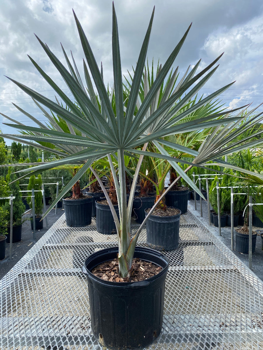 A young Bismarckia Nobilis featuring striking silvery-blue fan-shaped fronds, growing in a black nursery container.