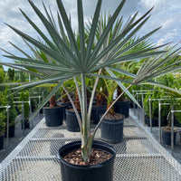 Bismarckia Nobilis, Silver Bismarck Palm