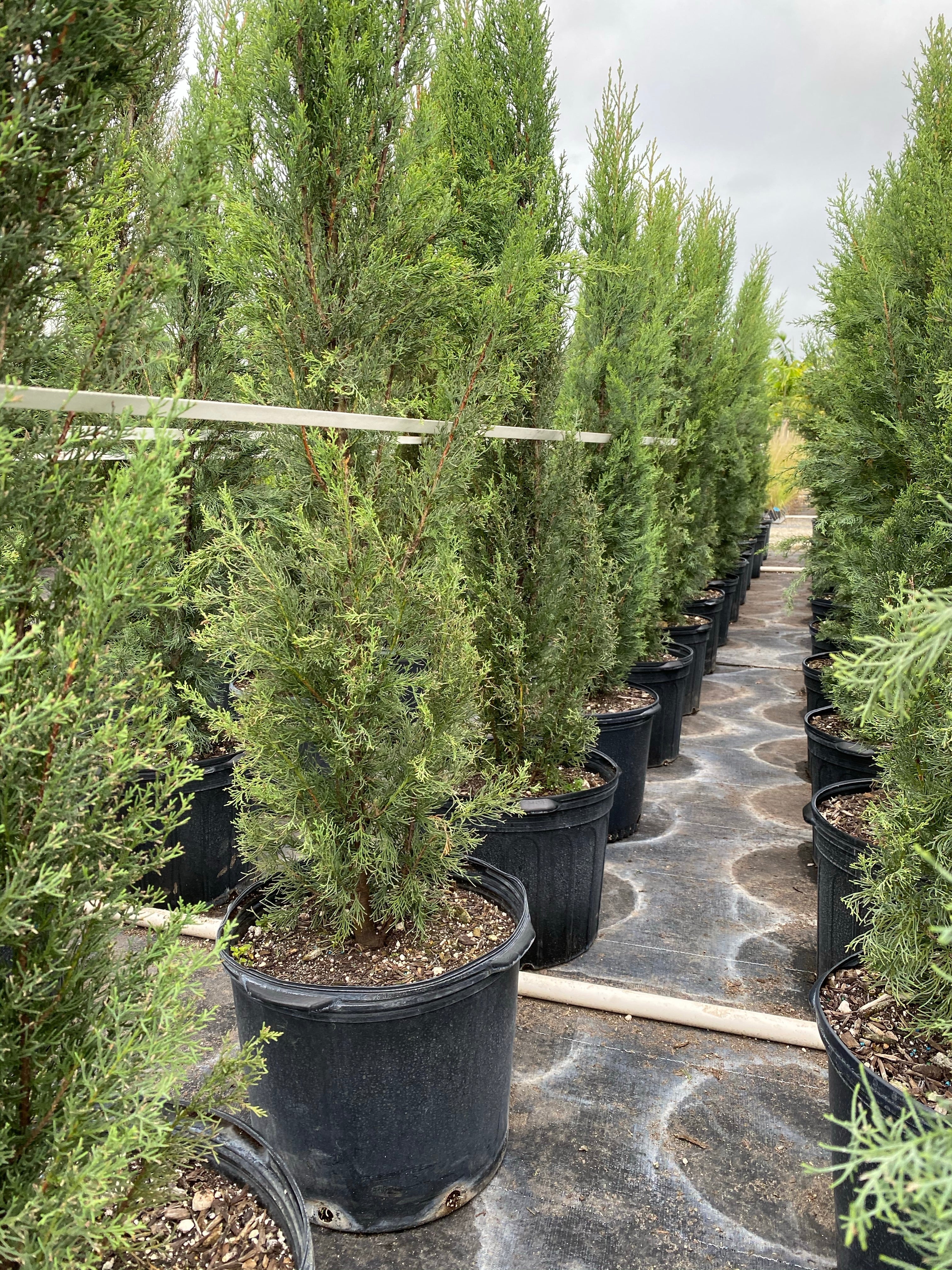 Dwarf Italian Cypress, Mediterranean Cypress