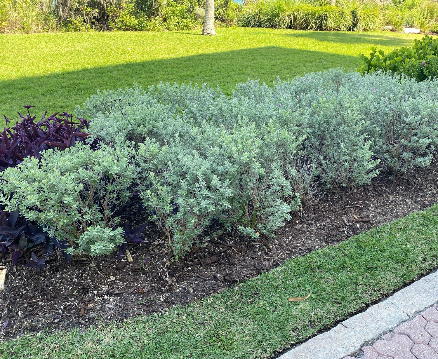 Texas Sage, Silverleaf Purple Sage