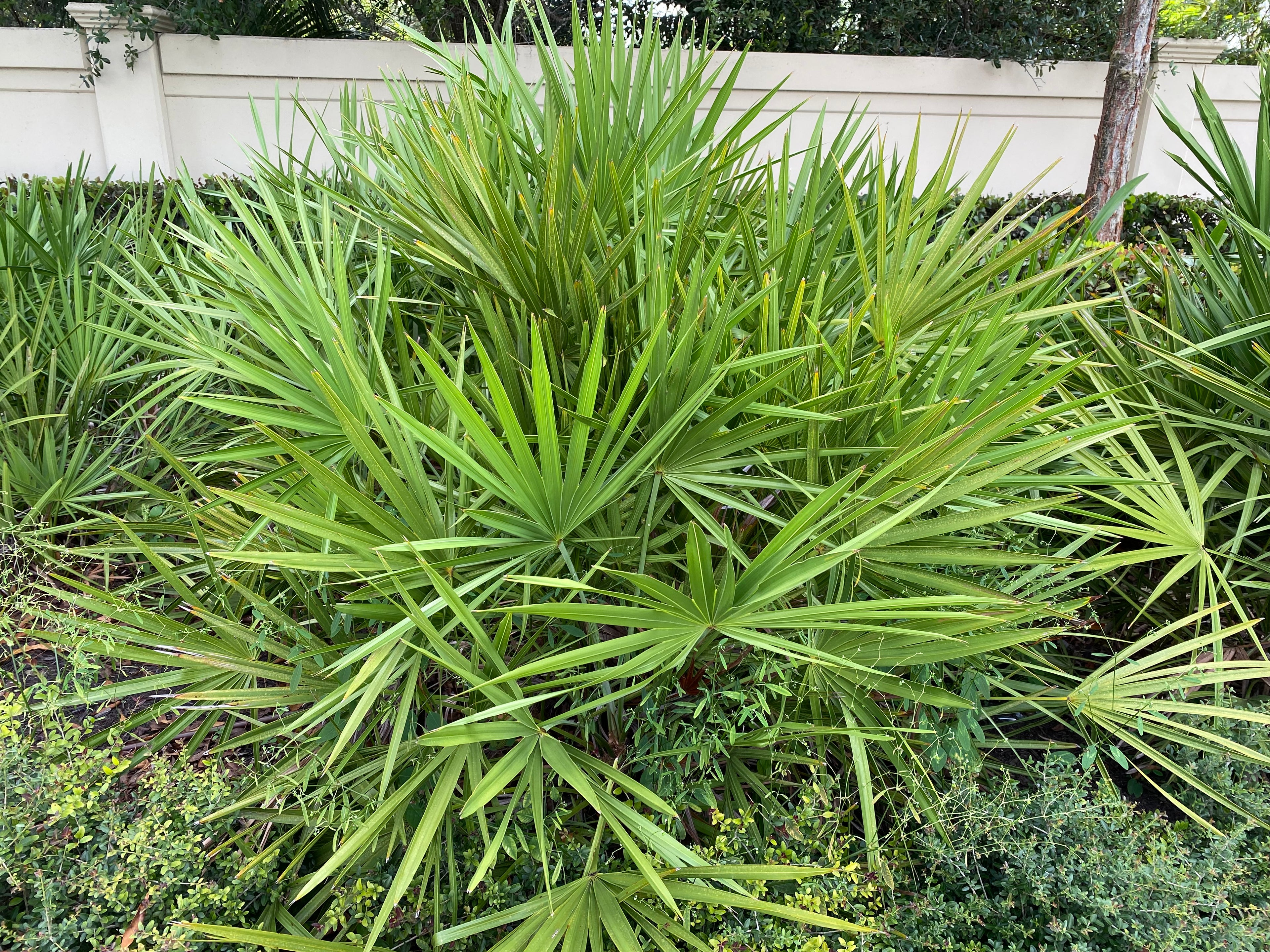 close outside view of Saw Palmetto Green, Serenoa Repens