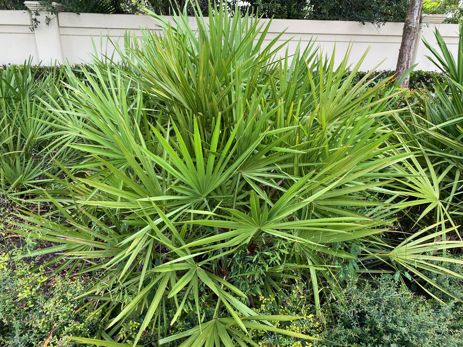 close outside view of Saw Palmetto Green, Serenoa Repens