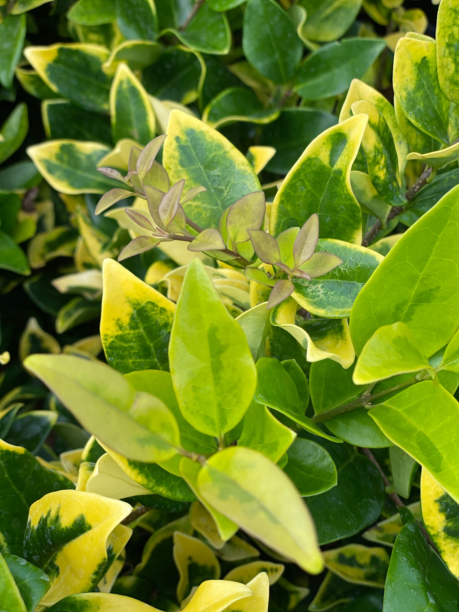 Howardi Ligustrum, Golden Wax Leaf Privet close view