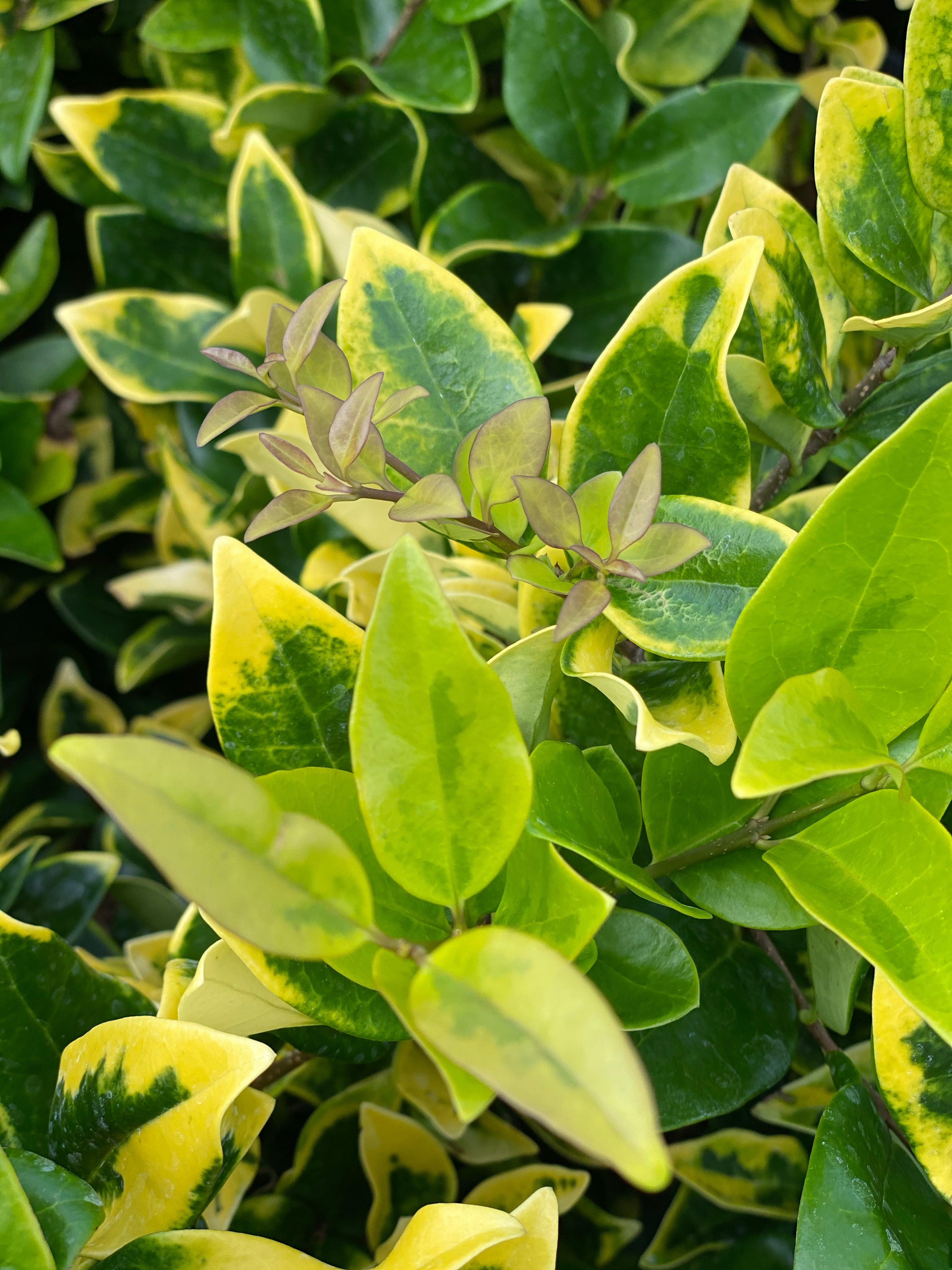 Howardi Ligustrum, Golden Wax Leaf Privet close view