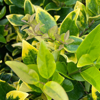 Howardi Ligustrum, Golden Wax Leaf Privet