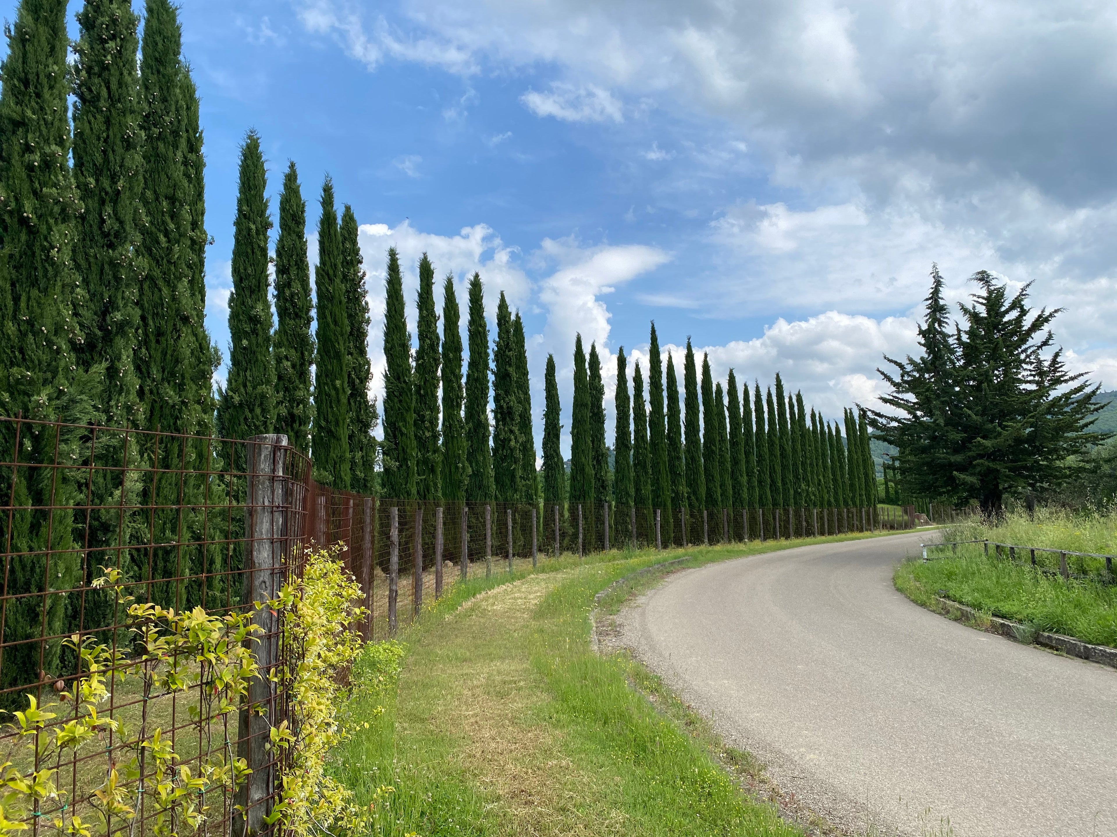 Dwarf Italian Cypress, Mediterranean Cypress