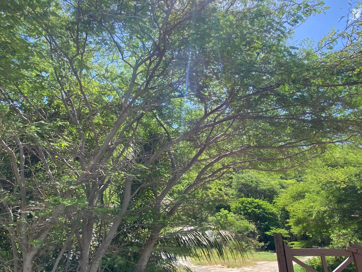 A large Bridalveil Tree with delicate, feathery green foliage growing outdoors