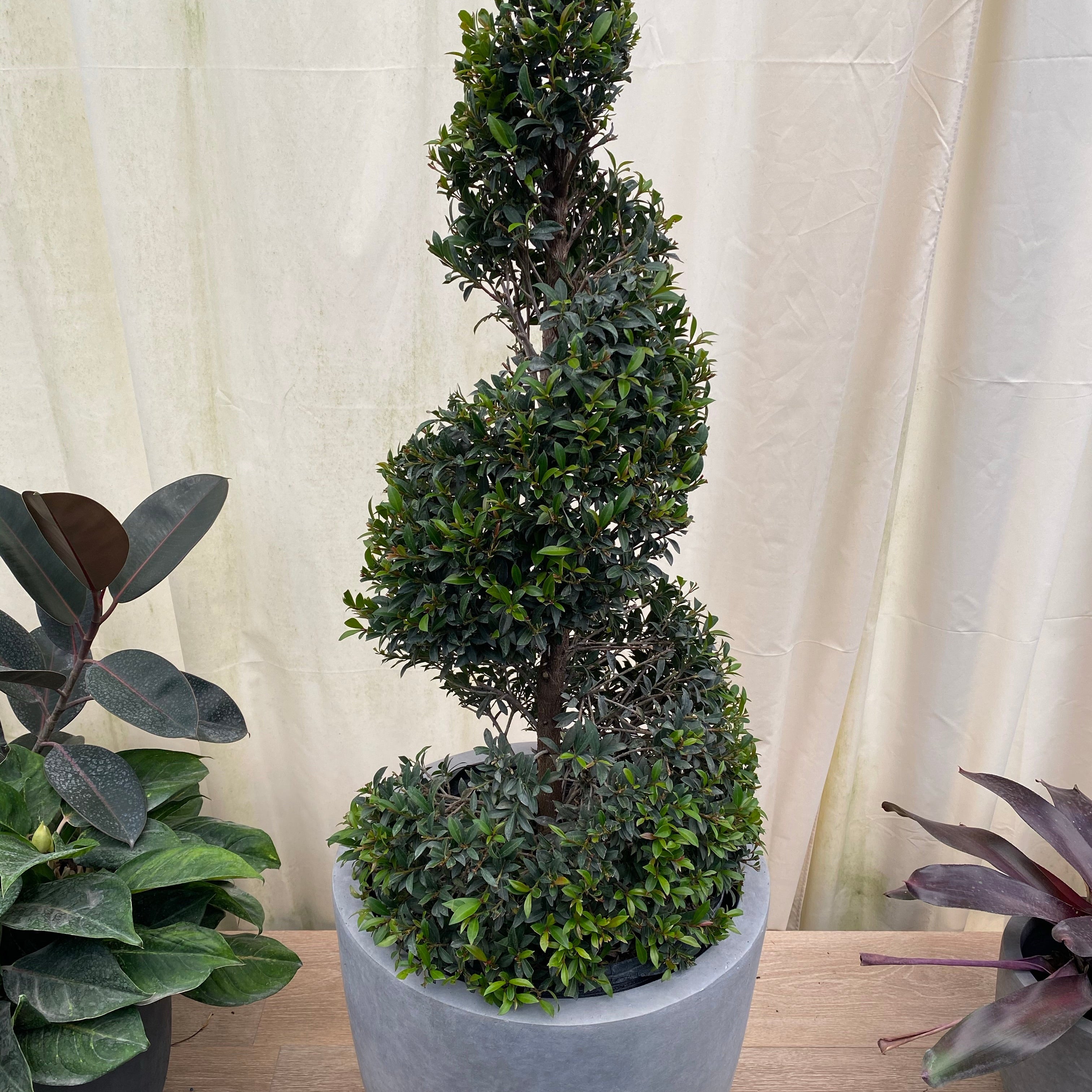 Topiary Eugenia Spiral Tree in a pot