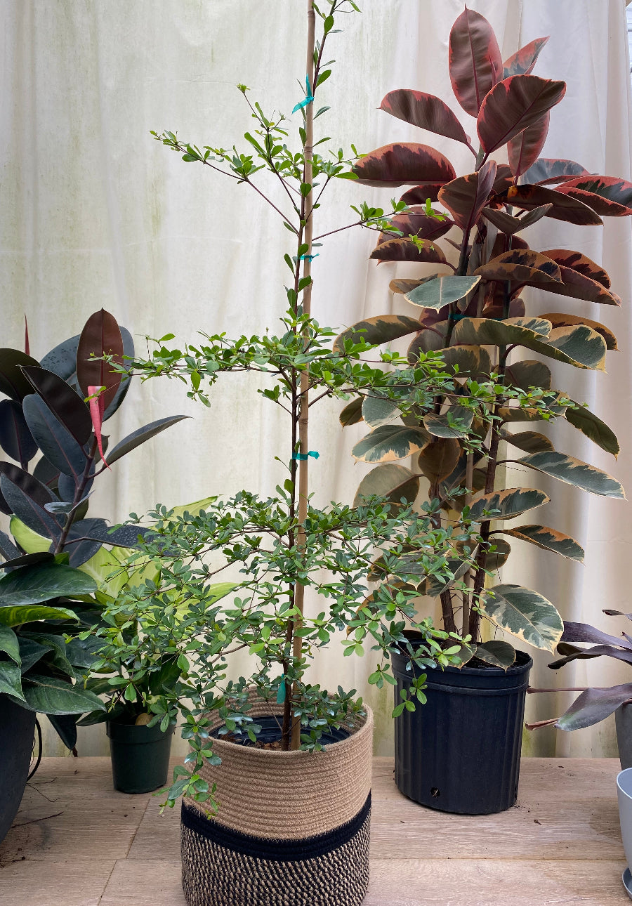 Black Olive Shady Lady Potted