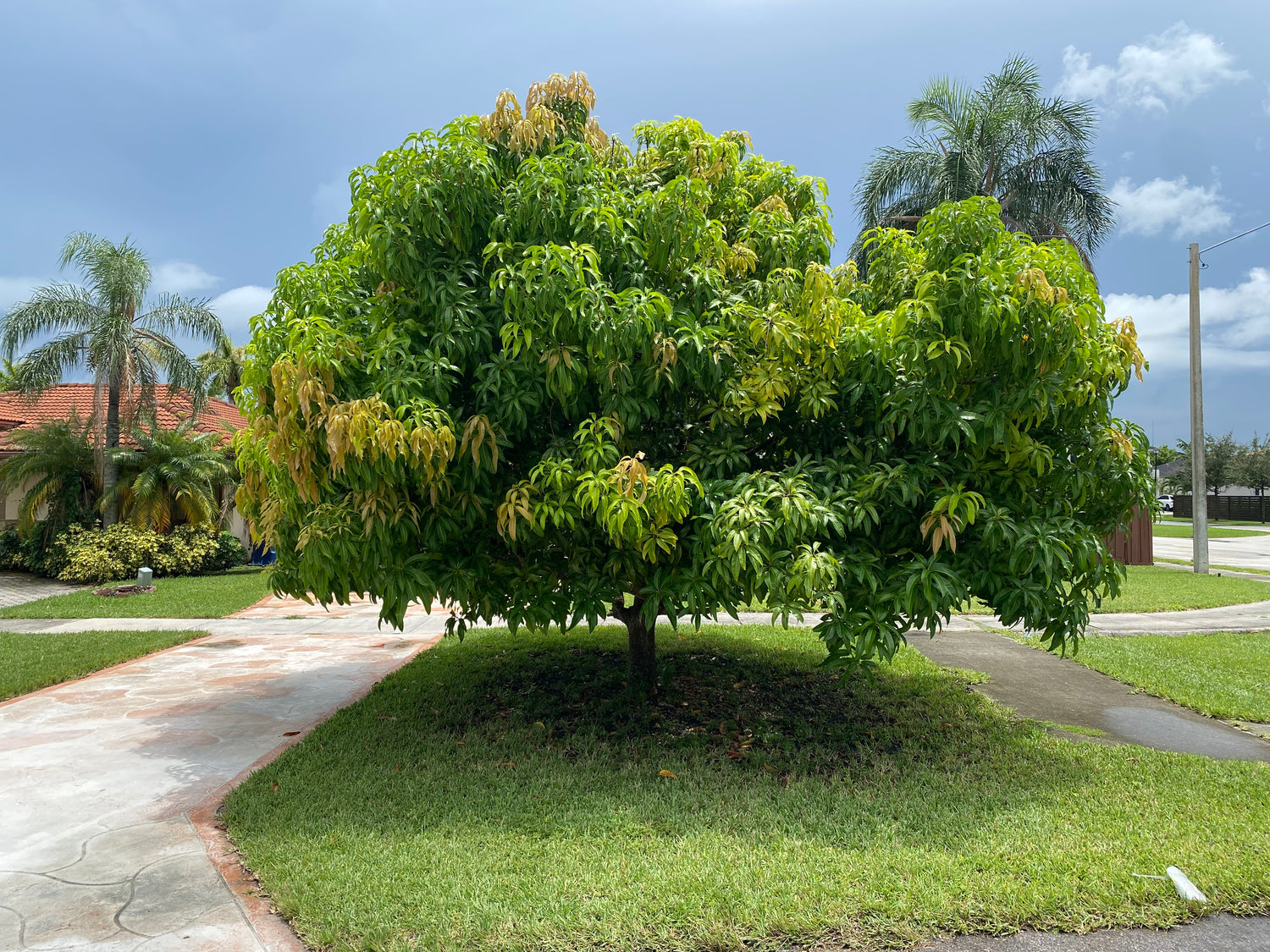 Mallika Mango Fruit Tree, Grafted
