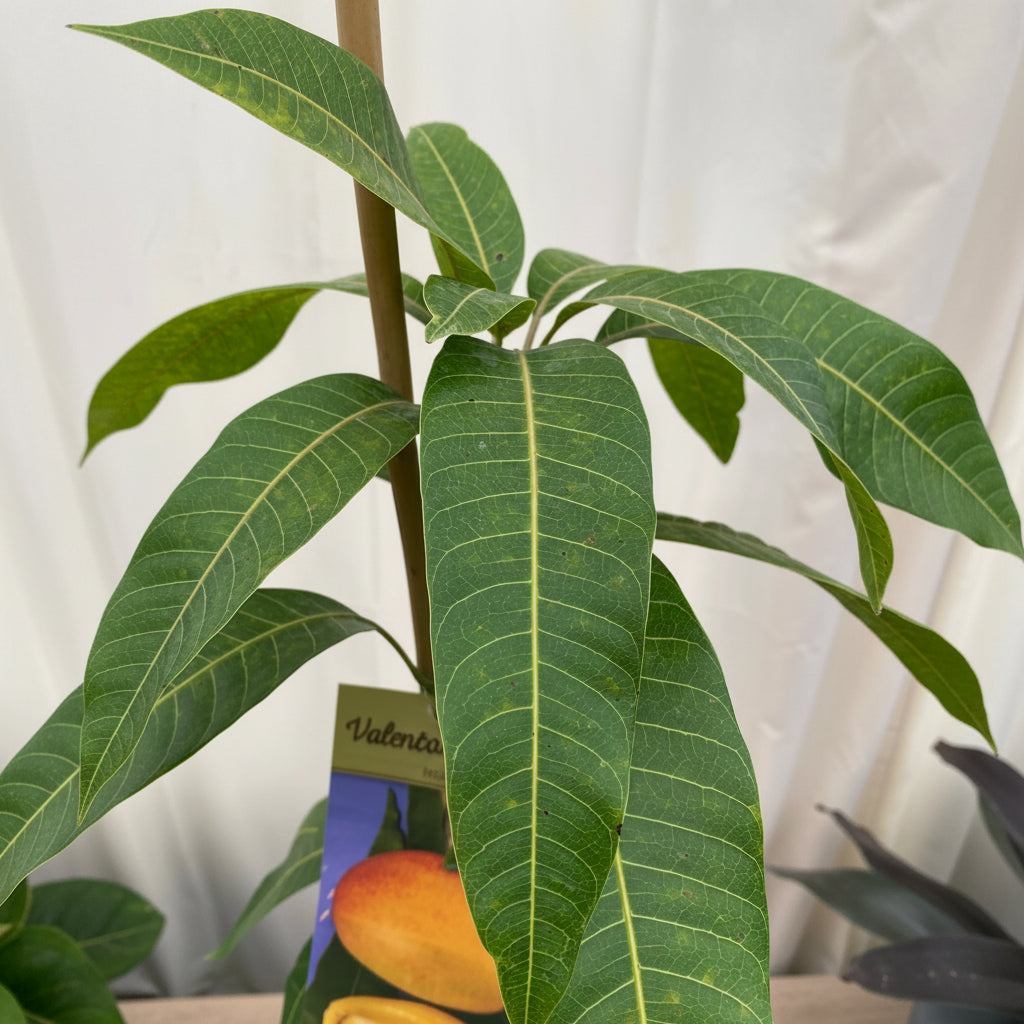 Tebow Mango Fruit Tree, Grafted close up of the leaves