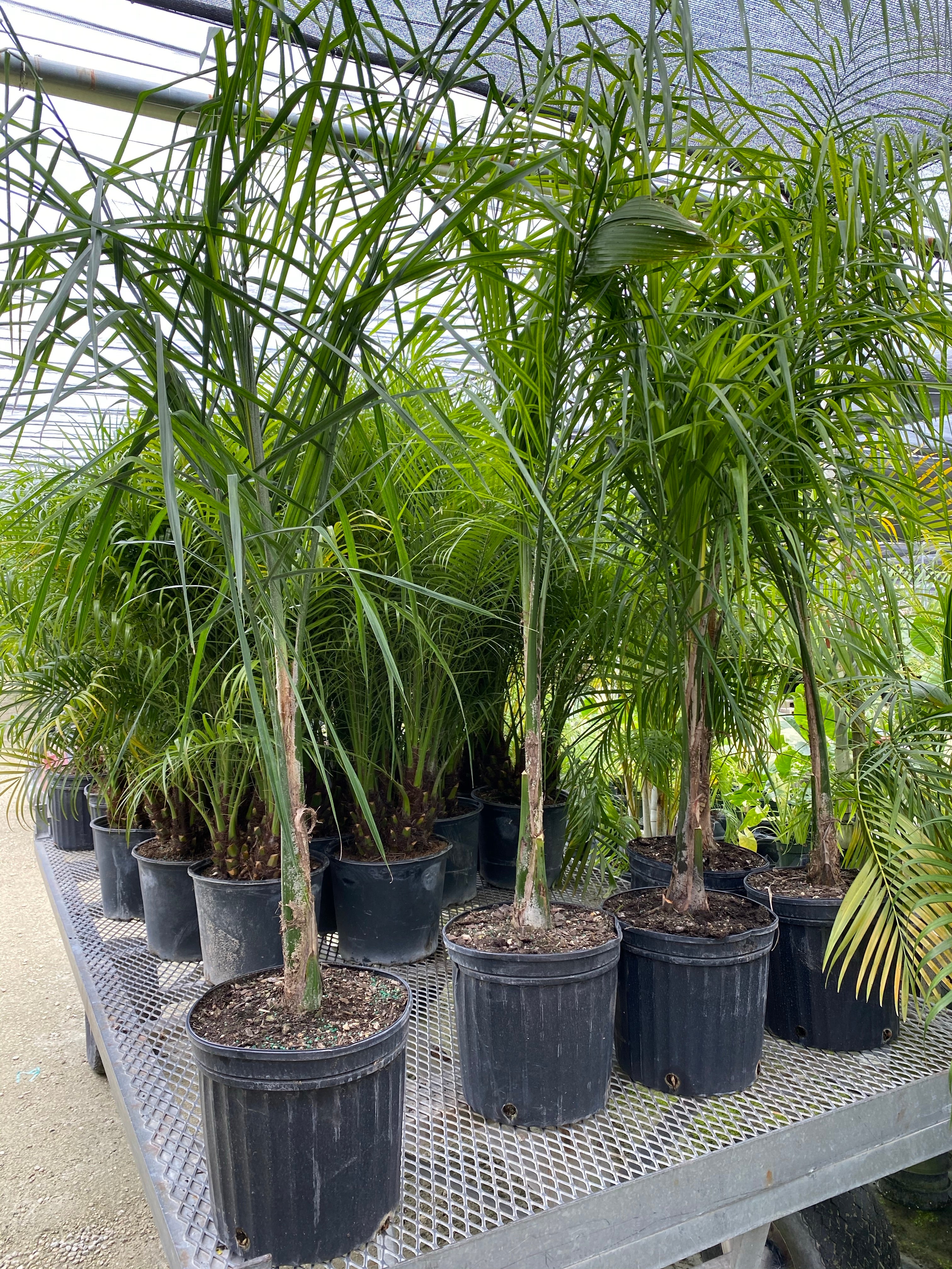 Queen Palm, Cocos Plumosa