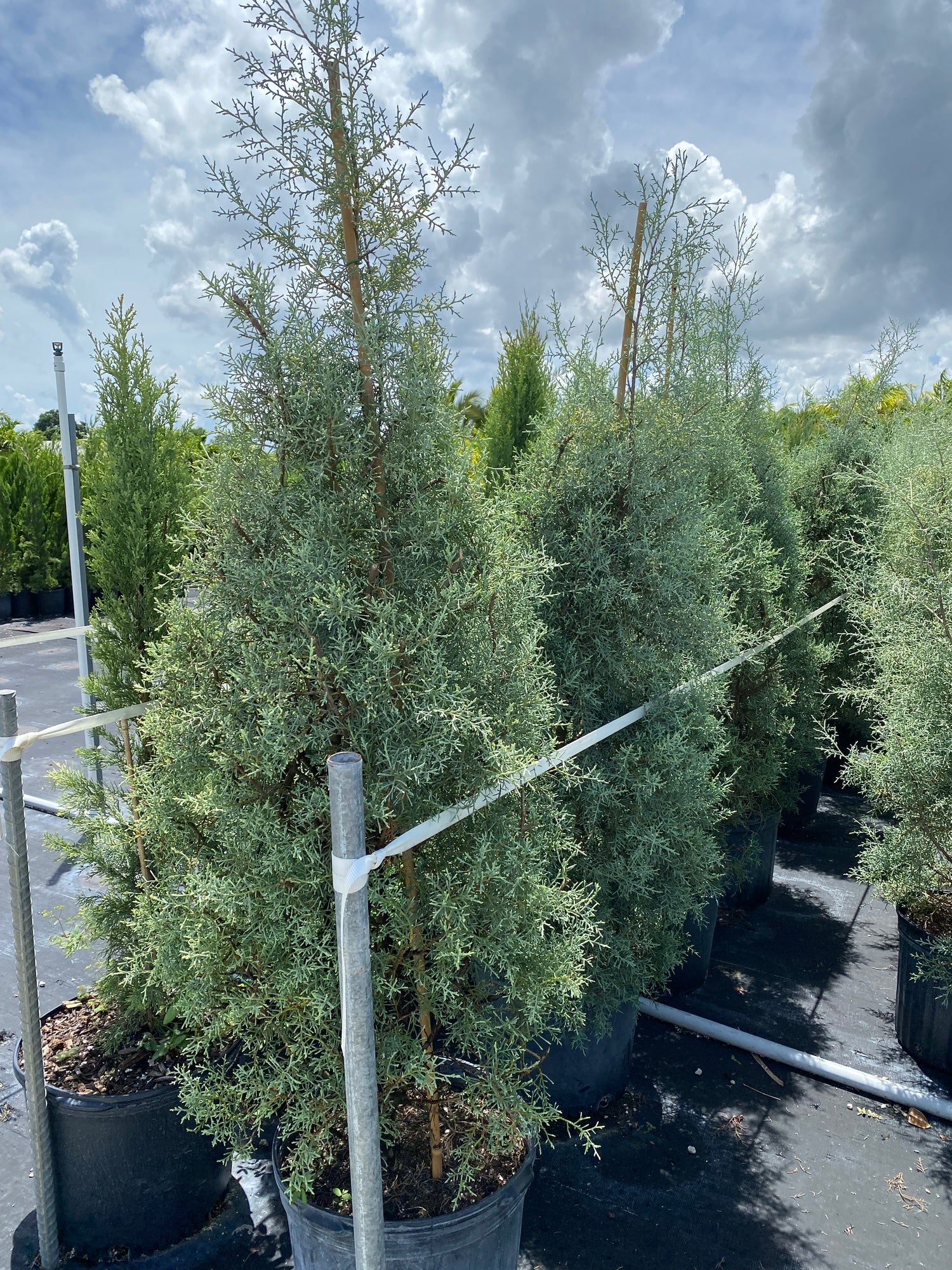 Topiary Cone Carolina Sapphire