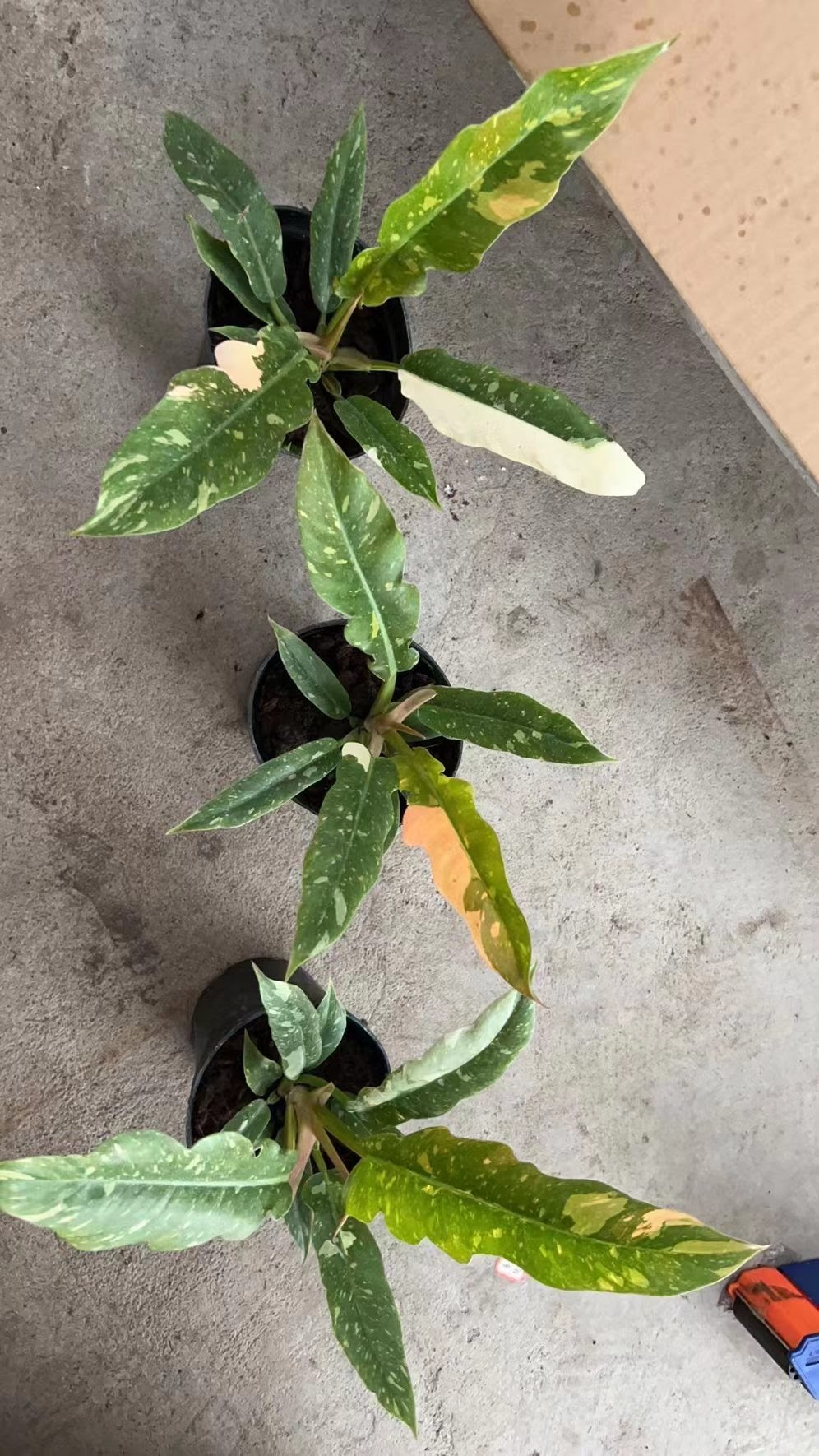 upper view of Philodendron Ring of Fire Variegated