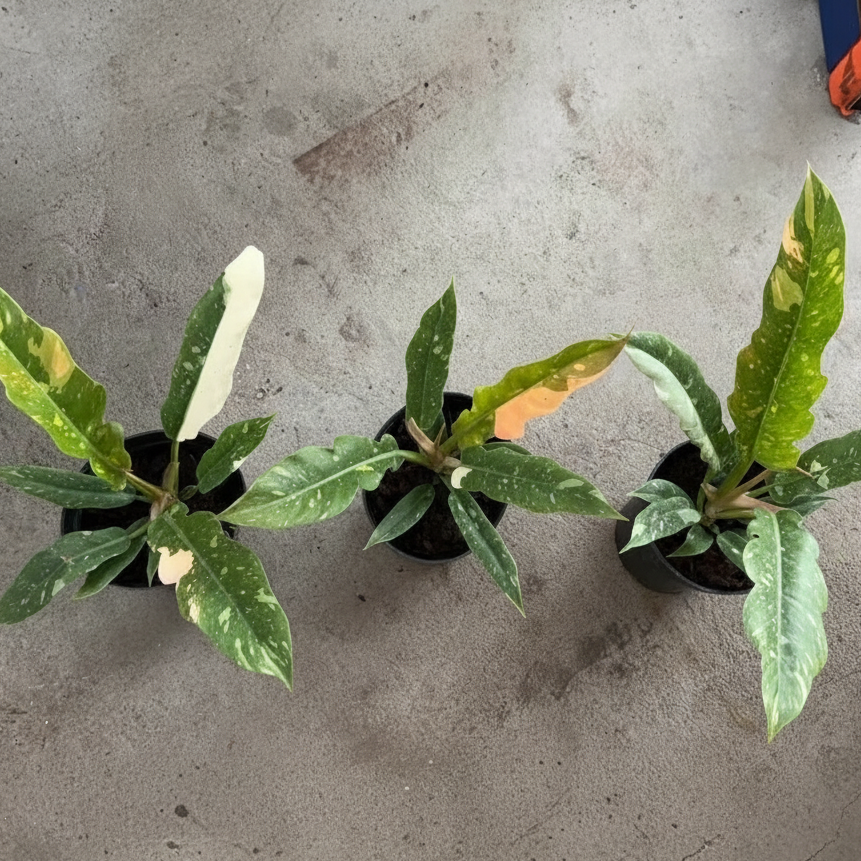 upper view of Philodendron Ring of Fire Variegated